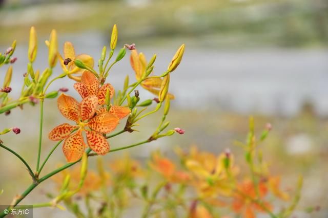 农村地头草丛里的“蝴蝶花”，原来身价那么高!易种植，产量高!