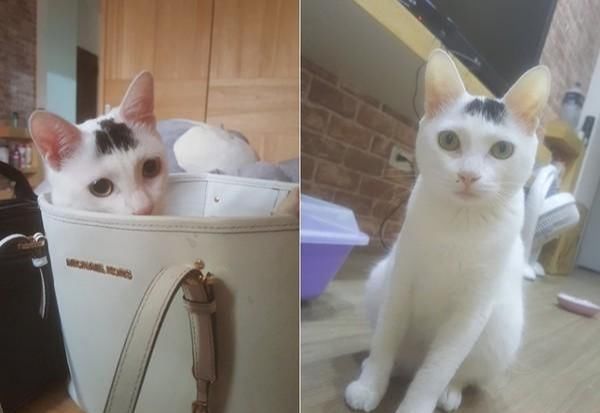 猫咪吃饭总要加主人的原味袜子,主人奔溃,网友:咸鱼拌饭很好吃 猫咪吃饭总要加主人的原味袜子,主人奔溃,网友:咸鱼拌饭很好吃