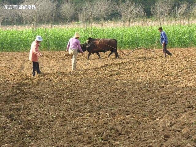 为啥农村老人去世了都还有地，年轻小伙子和新生儿都没分到地