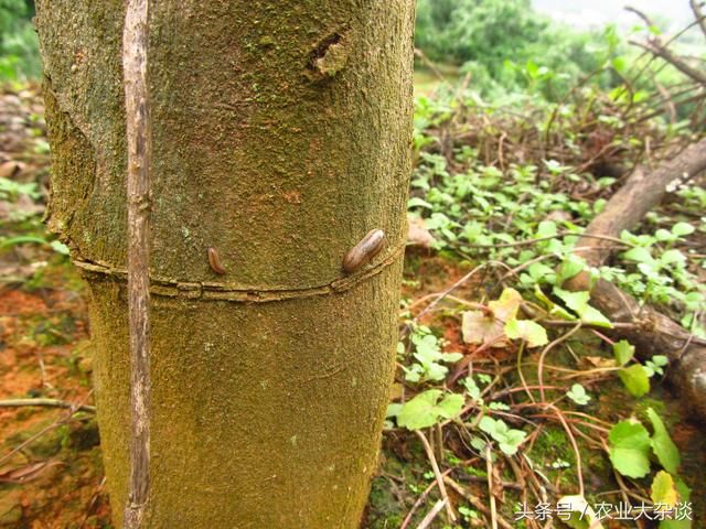 这种害虫，你认识不？它叫蛞蝓，一起认识认识吧