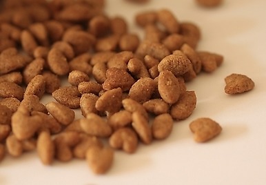 程序员创业做宠物网站,开线下店,年赚30万元