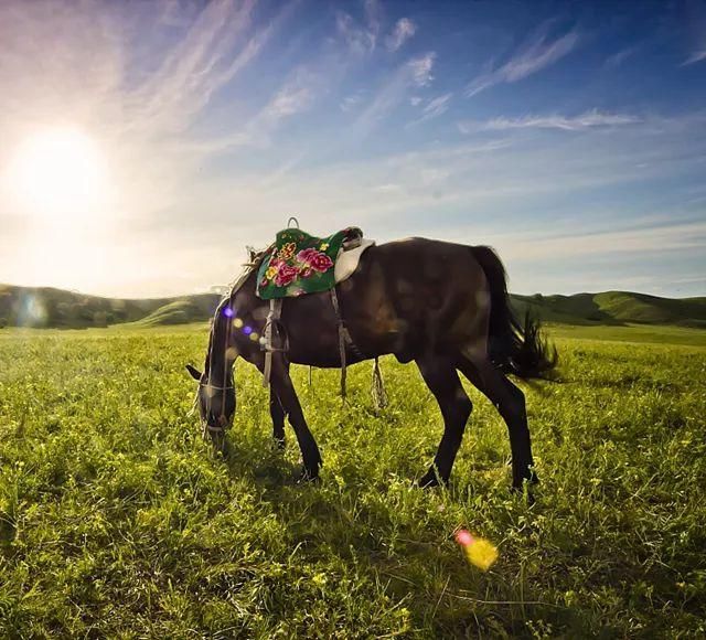 7月走进坝上、走进草原、走进盛夏的乌兰布统！
