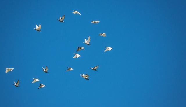 信鸽如何知道确切位置?中国军鸽穿越核爆蘑菇