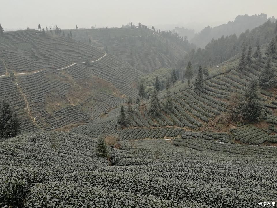 参观牛碾坪万亩观光茶