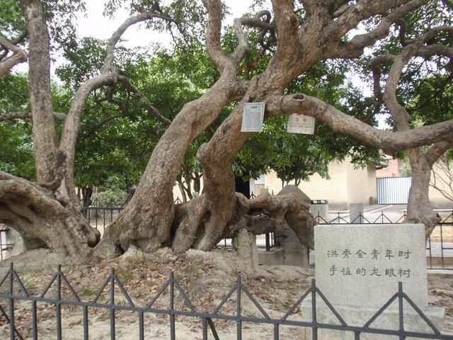 天王洪秀全之死一锤定音,故居旁他手植的一棵龙眼树年年结果