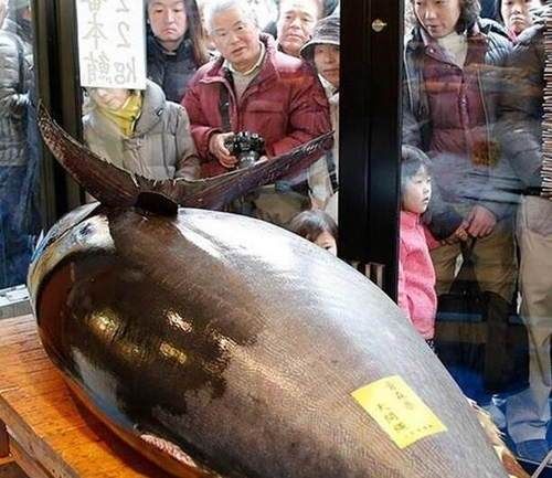 世界上最昂贵的食用鱼，大部分人都吃不起!