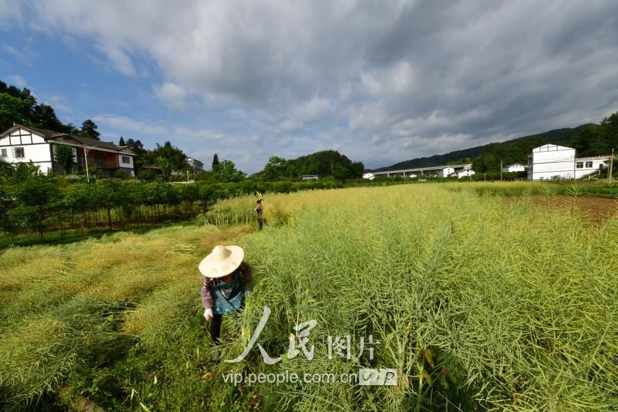 贵州遵义油菜籽开收