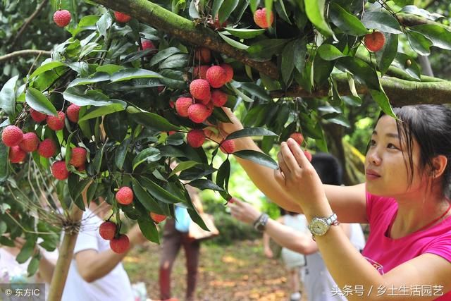 果树大小年会影响果农的收入，现在开始管理，还不算晚