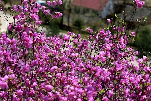 白山户外群关门砬子观映山红休闲一日游