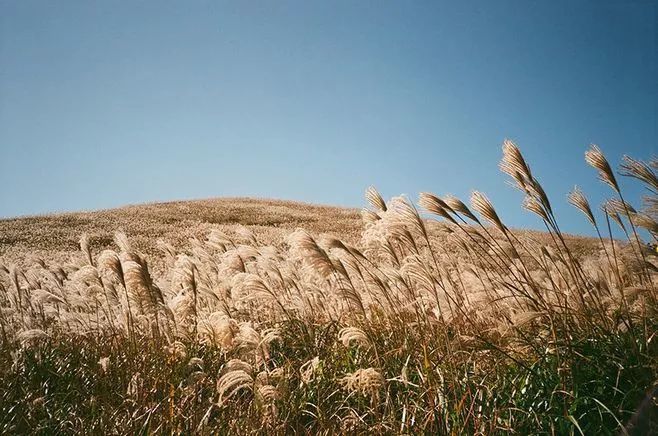 丢掉美丽滤镜，这些高颜值复古相机才是春游最佳