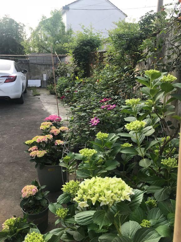 绣球爆盆,就是不开花,4招解决