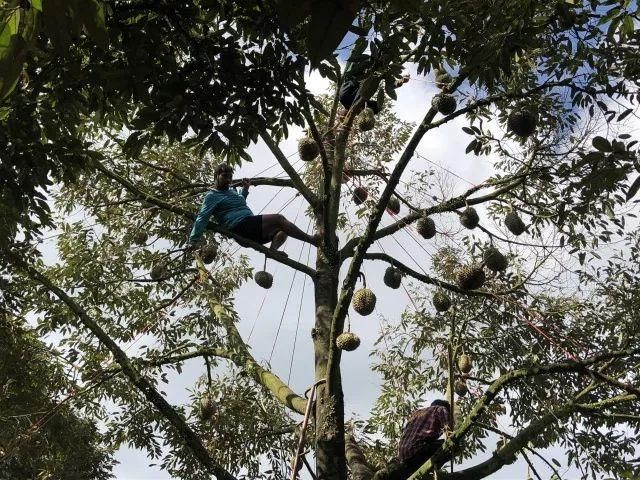 烟花三月下春蓬，泰国南部小城探秘