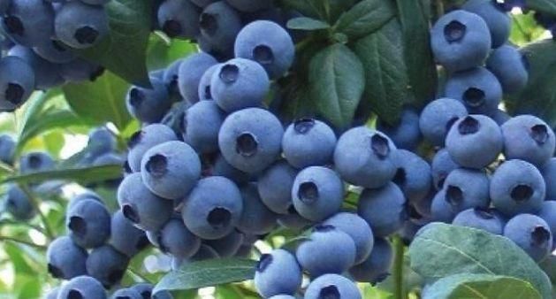 丹东蓝莓、软枣泥猴桃发展建议