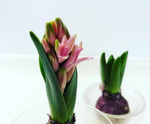 开的花春天开的花有