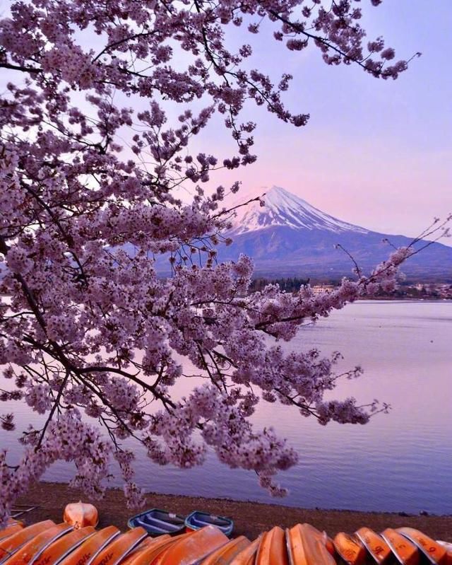 要去日本富士山看樱花?看好时间,别错过!在中