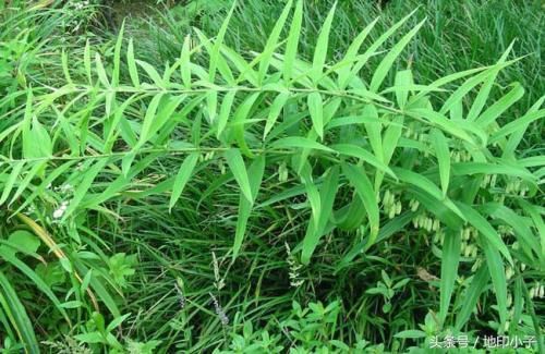 小子带您认识贵州山里的珍贵药材-黄精