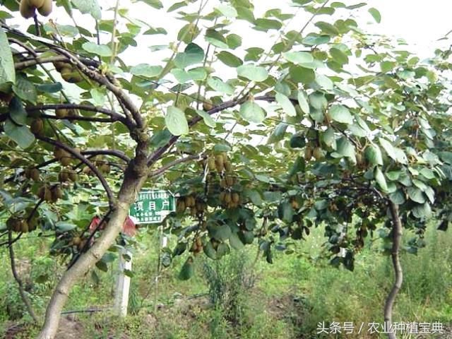 猕猴桃幼树、成龄树该怎么管理?这些技术记好