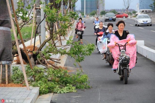 狂风暴雨冰雹突袭浙江绍兴 一路口近 20 棵大树被连根拔起