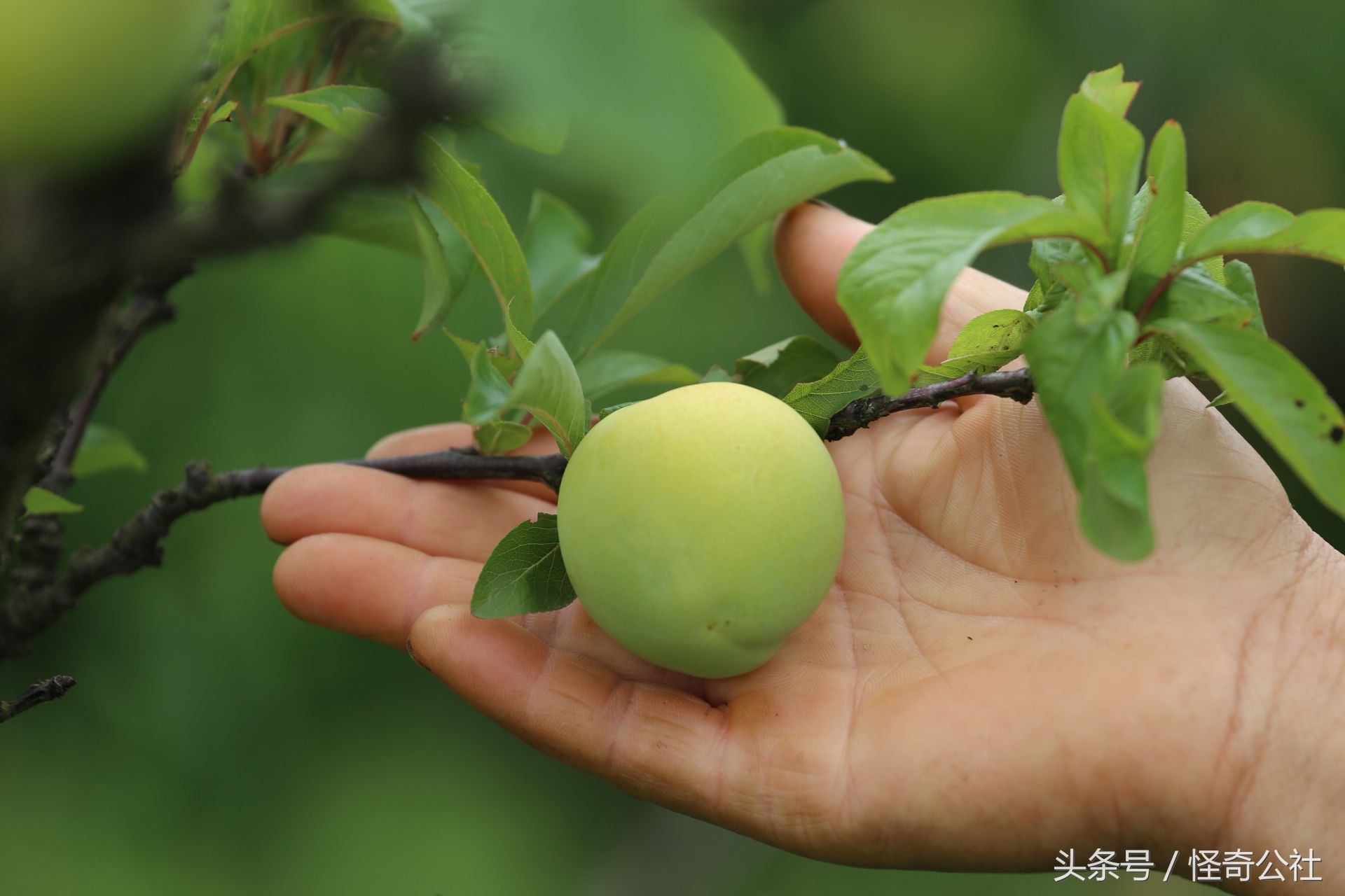 湖北枝江:乡村农家，李子熟了，满树果粒粒如宝石，采摘体验爽