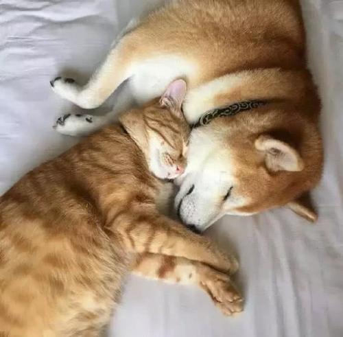 柴犬外出30分钟,结果带回一份大礼,主人看了