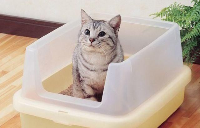 自家猫咪不爱用猫砂盆上厕所怎么办?