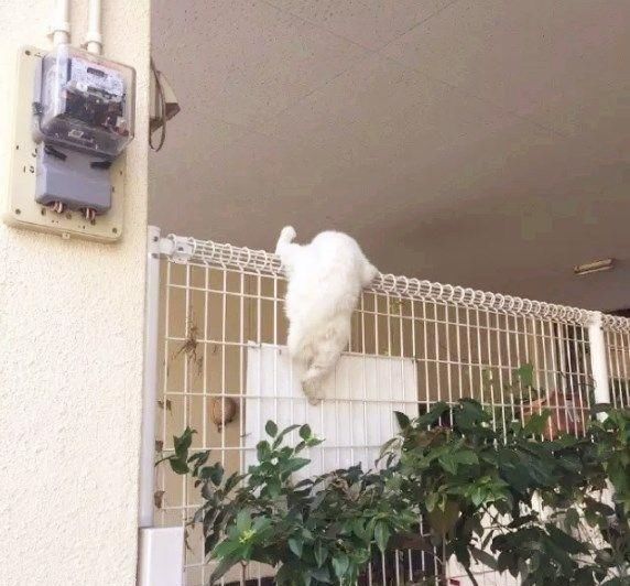 搞笑图片笑话段子:只顾得玩手机,一不小心撞到玻璃门上了