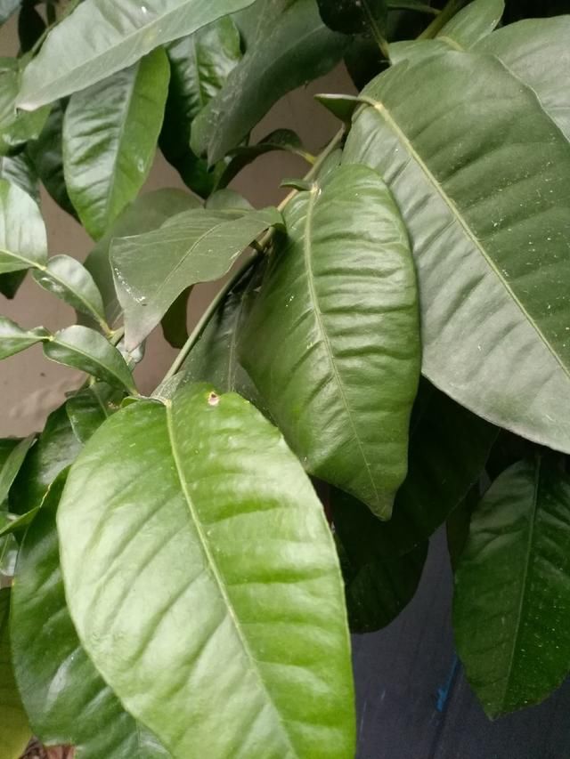 柚子叶有什么作用呢?香港广西广东人为什么爱