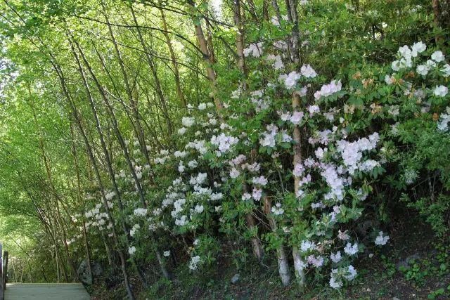 春日花事高山杜鹃开了，趁着花期来四姑娘山收获诗与远方吧