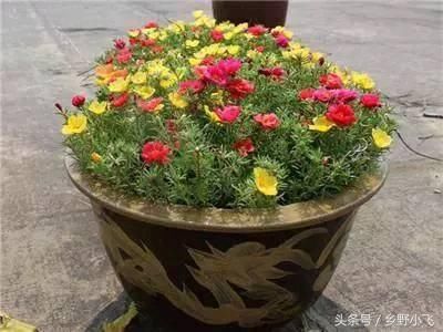 这6种花最适合夏天养，太阳越晒，开花越旺，不浇水都死不了！