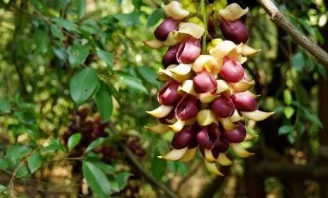 周六免费!广州附近这片禾雀花海没爆了,千万别错过了...