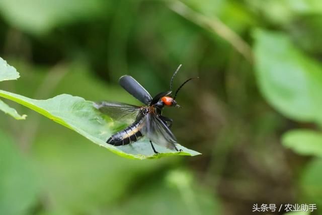 芫菁，又一上古神兽，在历史上芫菁是世界上著名“春药”！