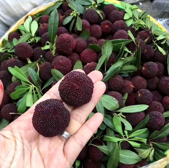 车厘子是什么样水果