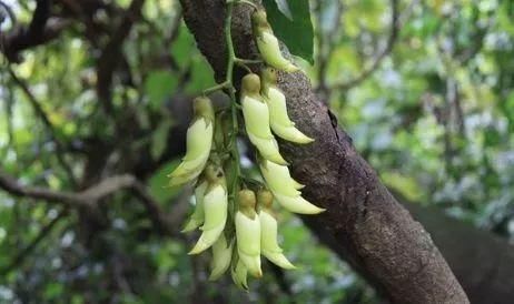 周六免费!广州附近这片禾雀花海没爆了,千万别错过了...