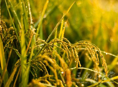 湖南绿色防控技术有望搞定水稻害虫