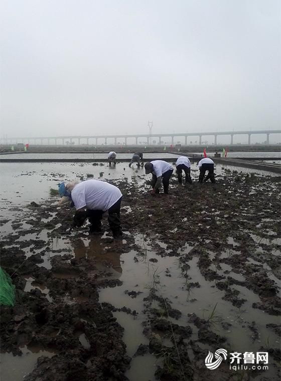 盐碱滩上也能种水稻!青岛海水稻插秧正进行