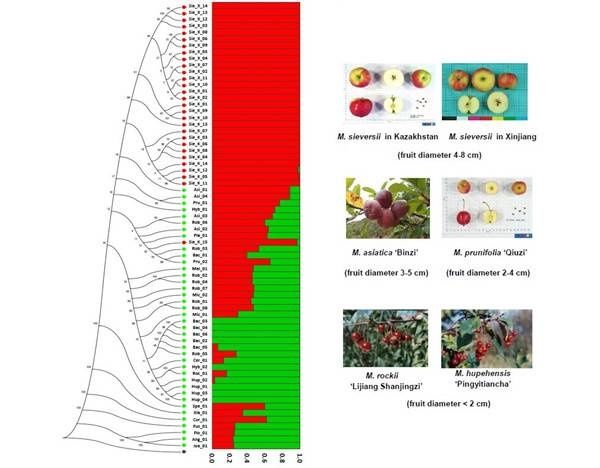 栽培苹果被证实起源于新疆-山东农大陈学森团