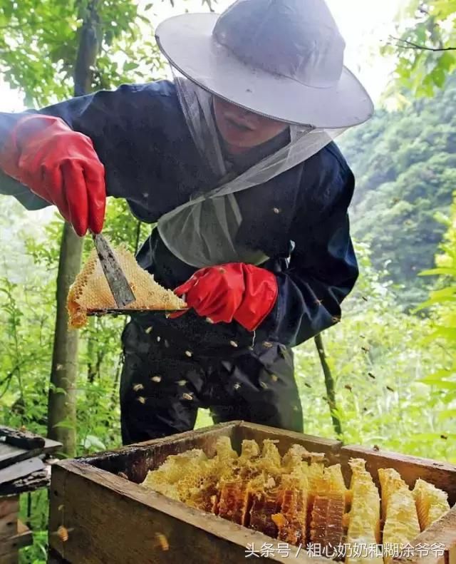 在中国养殖了3000年的本土蜜蜂，近年来却遭遇了严重的生存危机