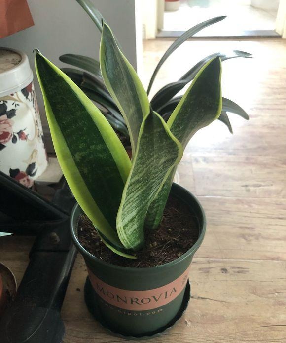 关于新房子的甲醛