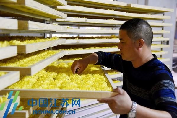 如东县大豫镇十亩皇菊开启视频致富门全村蓝球回放图片