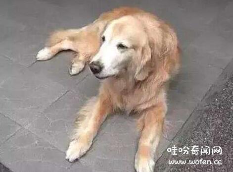 为什么狗狗死前不在家,害怕主人伤心\/死后还要