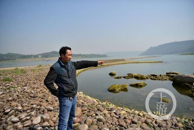 国家二级保护动物中华赤麻鸭首来重庆江津越冬,目前国内仅存1万