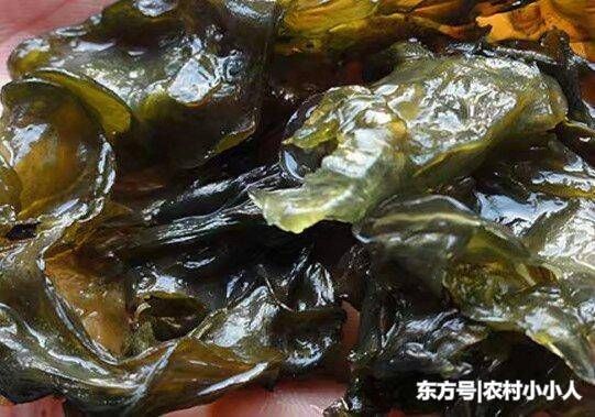 农村人不是很喜欢吃这个美食，不知道城里人花钱了有时候还买不到