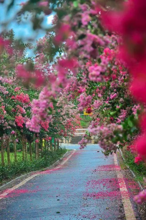 有钱任性！土豪们最爱选的庭院树，你选对了吗？