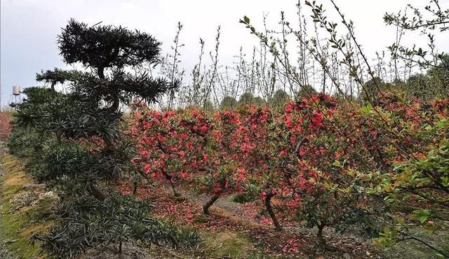 最快1h！成都郊区7大赏花好去处，养眼还免费！