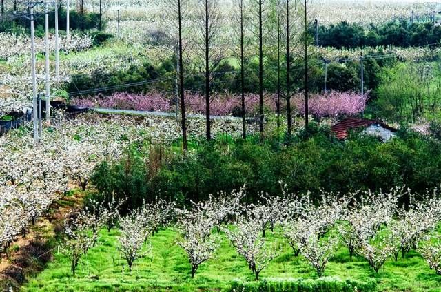 这几个江浙沪新晋网红村，堪称内地版吉野山和小婺源，避开人潮赏