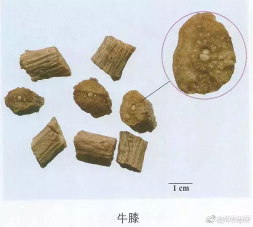 中草药图片名称和功效 t0117fde5865d415e16.jpg