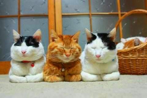 如何判断冬天冷不冷?看猫咪有没有摆出这个姿