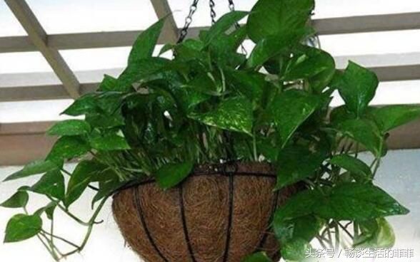 养绿萝用什么花盆好你知道吗?下面就来看看各