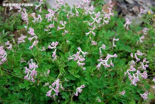 农村这种野草开花很臭，羊吃几片叶子就会中毒，但它能治湿疹