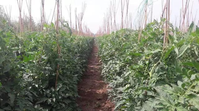 有经验的农户，番茄地里会种上几棵豆角！